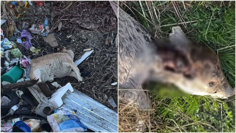 Опасную свалку с останками животных обнаружили в Жетысу