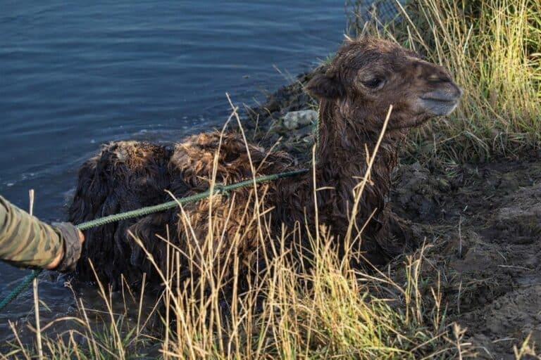 Трогательное спасение верблюжонка попало на видео в Кызылординской области
