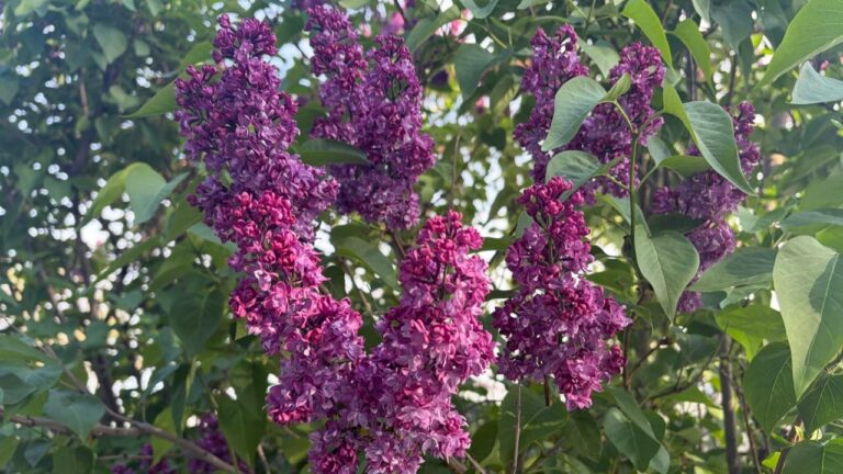 Мамыргүлді жұлғандар да енді айыппұл төлеуі мүмкін