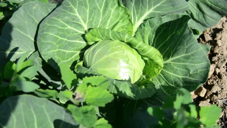 Түркістанда фермерлер 45 күнде қырыққабат өсіріп шығарды