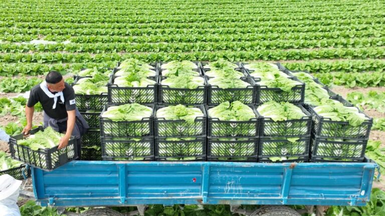 Фермеры Туркестанской области вырастили первый урожай капусты за 45 дней