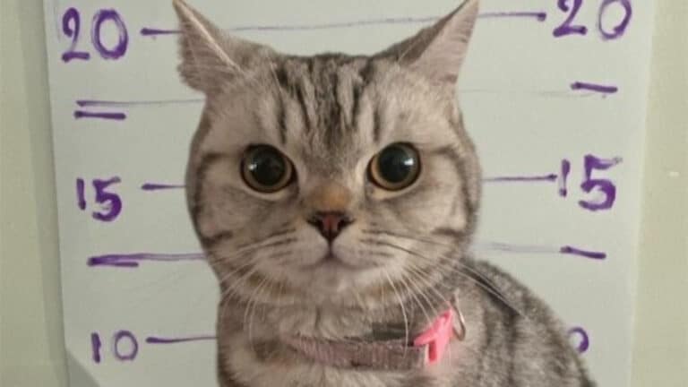 Таиландта мысықтың үстінен қылмыстық іс қозғалды