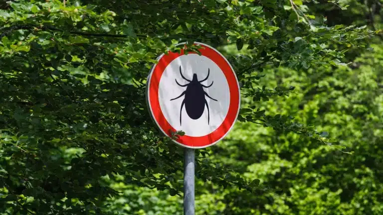 Кенелердің шағатын маусымы басталды: қауіптен қалай сақтану керек