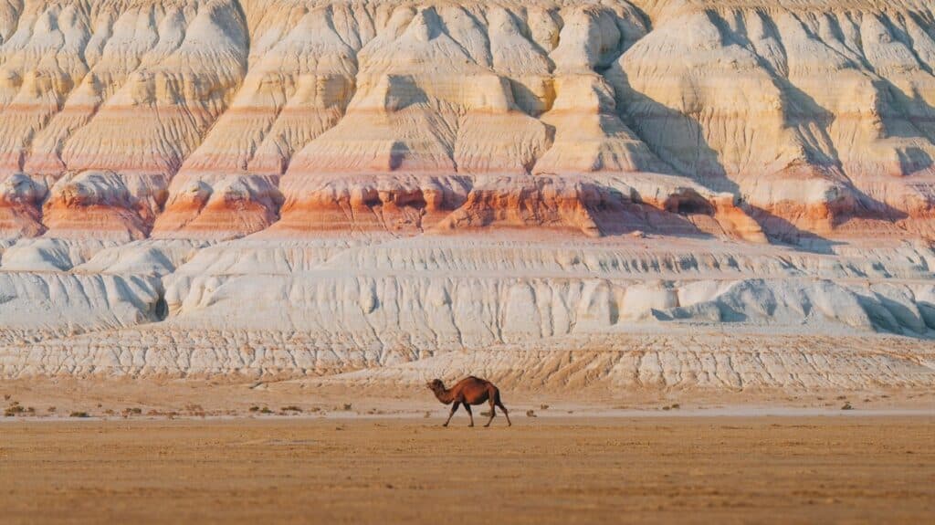 Маңғыстау шаруалары өтемақы талап етті: 553 мал қырылған