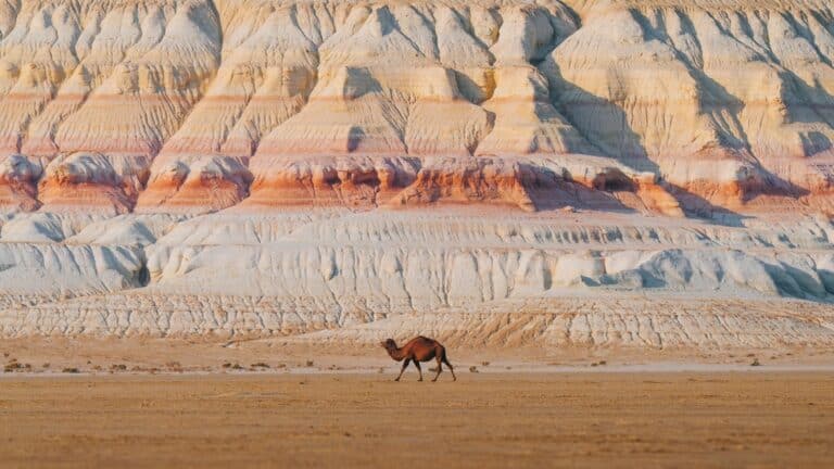 Маңғыстау шаруалары өтемақы талап етті: 553 мал қырылған