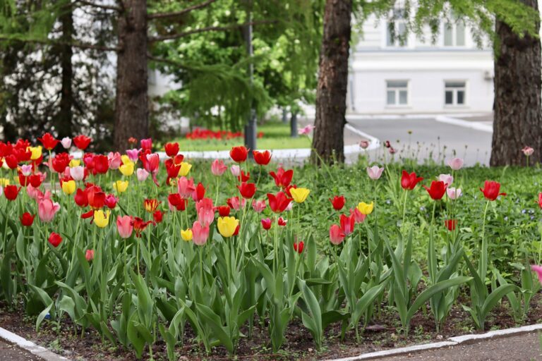 Алматы сделают почти вдвое зеленее