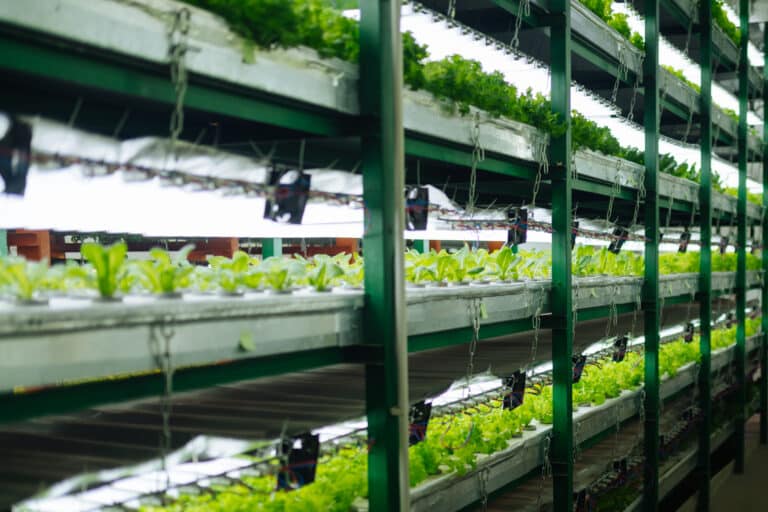 В Алматы создадут питомник саженцев для озеленения мегаполиса