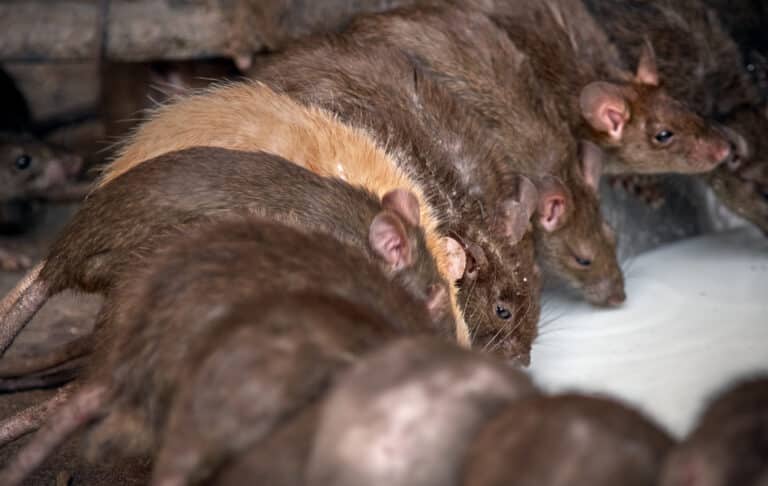 Крысы атакуют людей в лагерях для беженцев в Газе