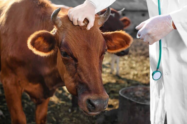 Минсельхоз прокомментировал вспышку болезни скота в Атырауской области