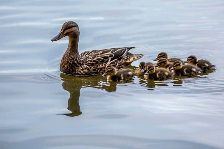 В Алматы прохожие устроили «спасательную операцию» для утки с утятами
