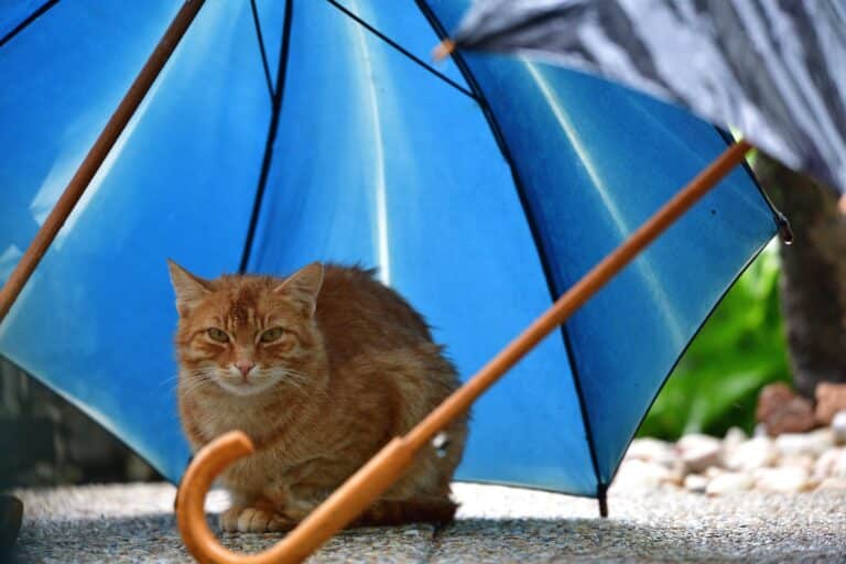 Дожди, грозы и туманы накроют Казахстан 12 апреля