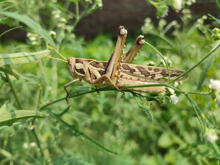 Полчища саранчи сняли на видео в Кыргызстане