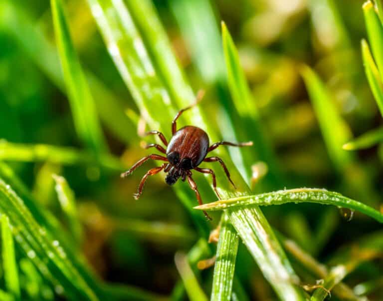 Ученые попросили алматинцев помочь в поиске клещей