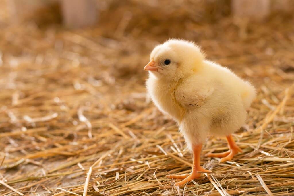 В Петропавловске на свалку со скорлупой выкинули десятки живых цыплят