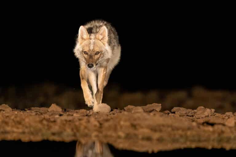 Шакал с подозрением на бешенство покусал детей в Туркестанской области