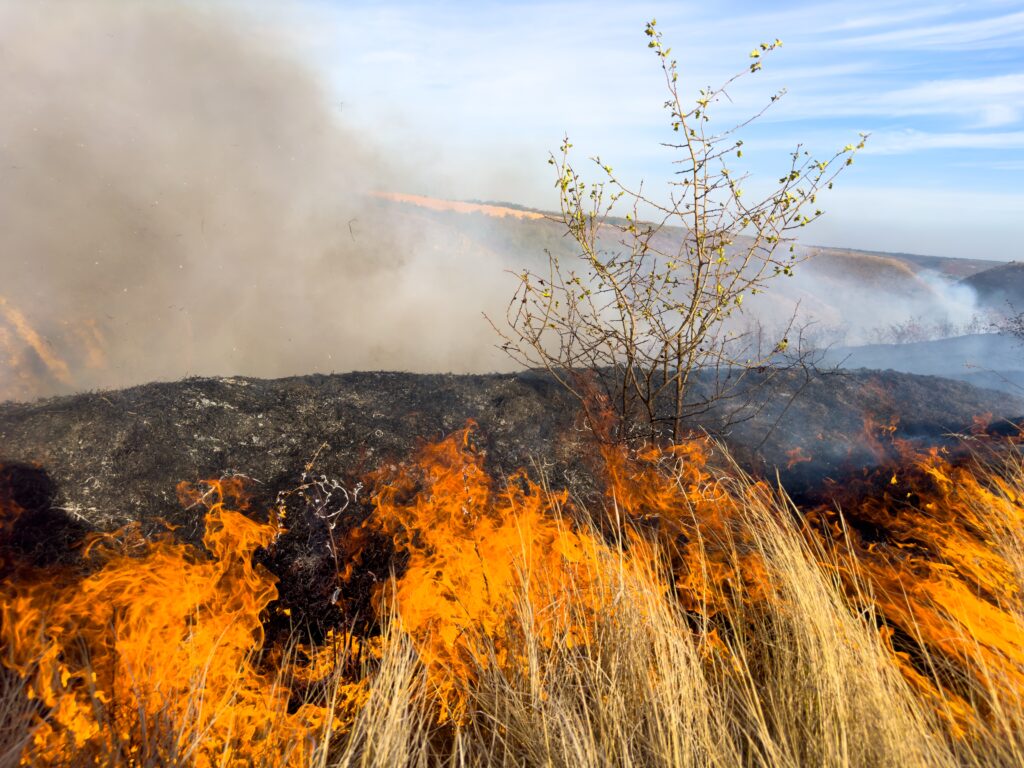 В Акмолинской области горел сухостой на площади более 13 гектаров
