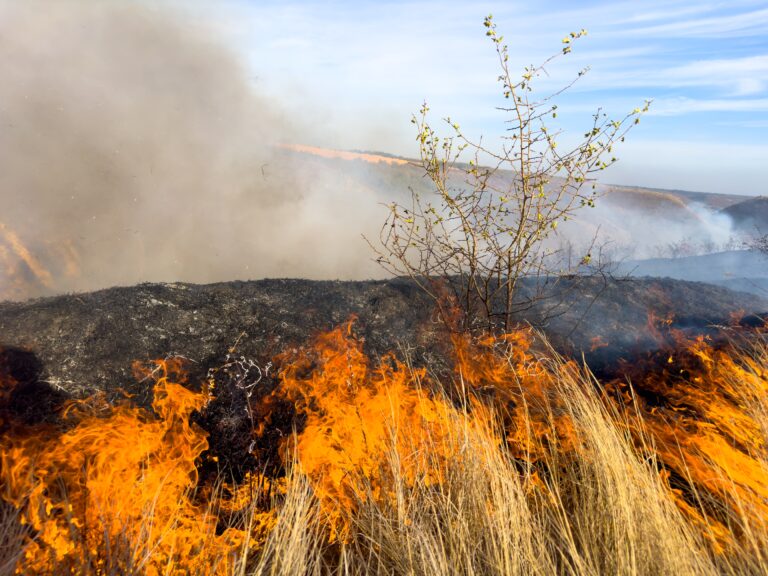 В Акмолинской области горел сухостой на площади более 13 гектаров