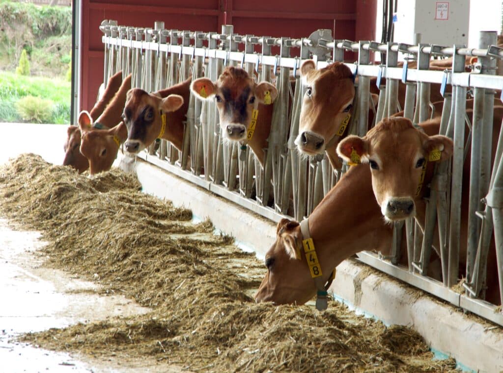 Атырау облысында ірі қарадан ауру тарап, өңірден шығаруға тыйым салынды