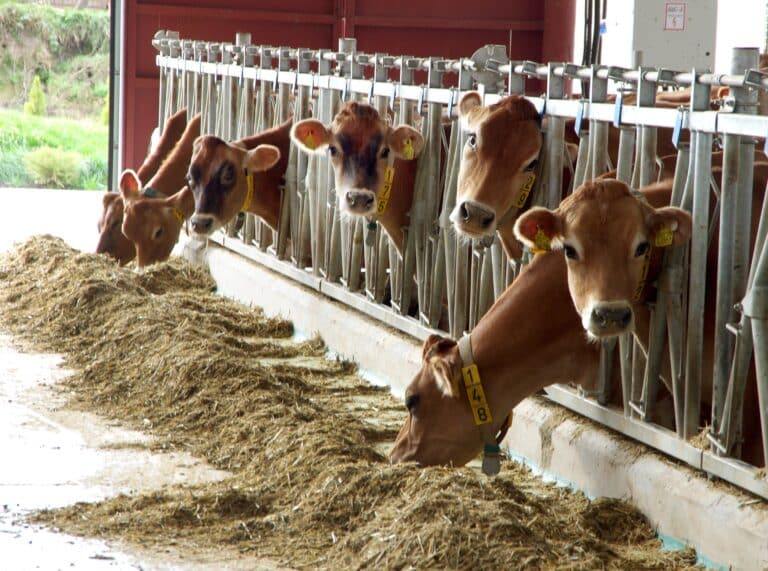 В Атырауской области запретили ввоз и вывоз скота в другие регионы