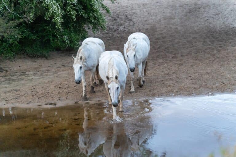Более 100 лошадей погибли после ливней в Мангистауской области