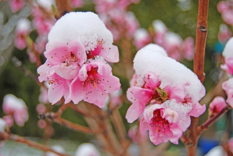 Синоптики предупредили казахстанцев об осадках и заморозках на 27 апреля