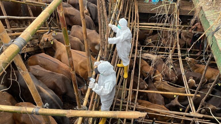 Қазақстан жақтан келген: Қытайда аусыл ауруы тарап, мыңдаған ірі қара өлтірілді