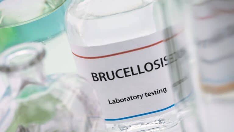 Батыс Қазақстанда 800 ірі қара бруцеллезге шалдыққан