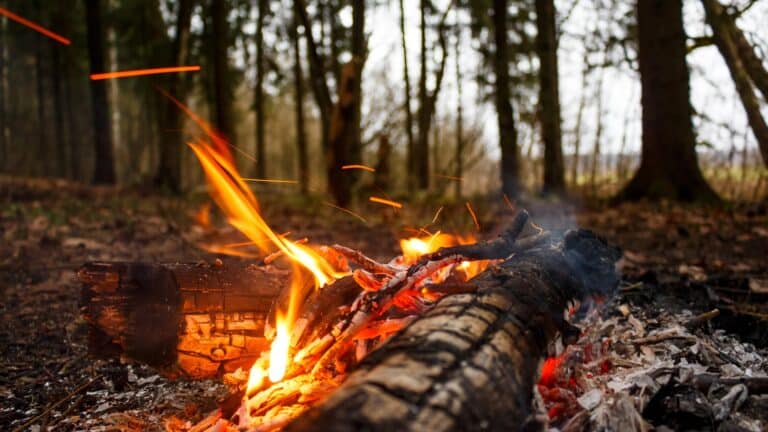 Қазақстанның солтүстігінде орман өртенді