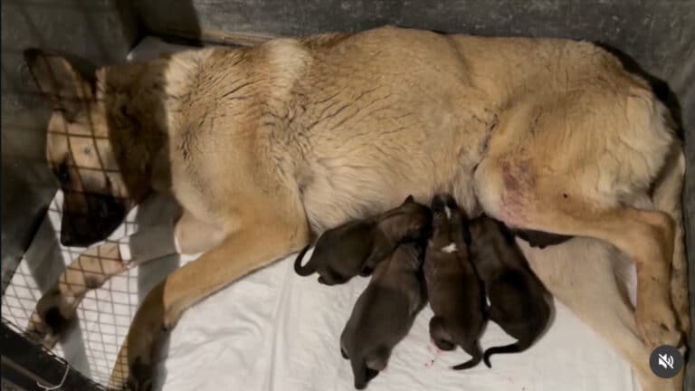 Ақтауда буаз итті пышақтағандарға қатысты қылмыстық іс қозғалды