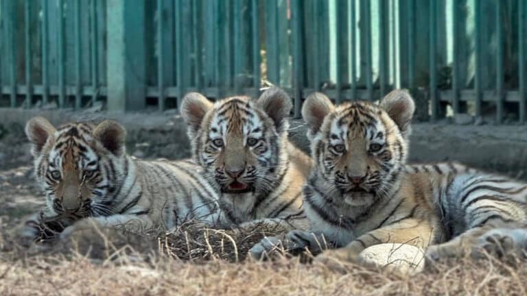 Алматы хайуанаттар бағында туған үшем жолбарысқа ат қойылды