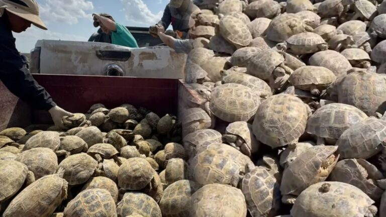 Түркістан облысында егіс алқабынан 8 мыңнан астам тасбақа құтқарылды