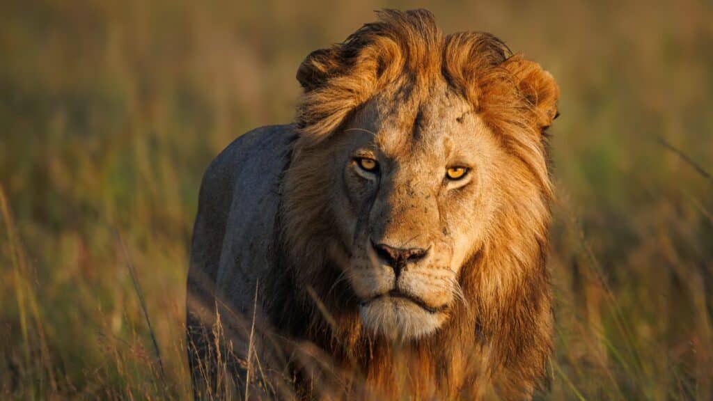 Семейде арыстандарды таспен ұрған ұрған жігіт ізделіп жатыр