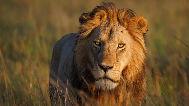 Семейде арыстандарды таспен ұрған ұрған жігіт ізделіп жатыр