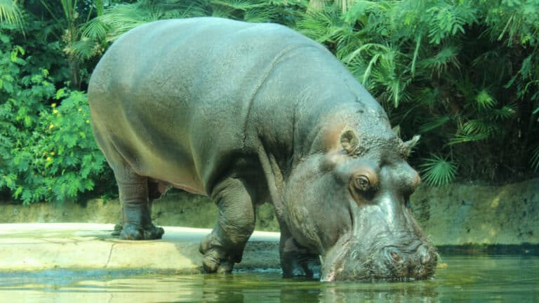 Colombia to reduce Escobar-era hippo population
