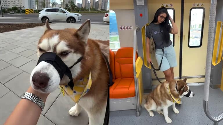 Как относятся к собакам в LRT, показала астанчанка