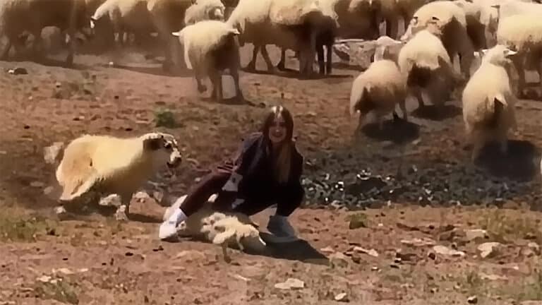 В Дагестане алабай укусил туристку, когда она поймала барана