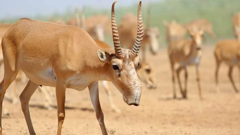 Как со свининой: почему мясо сайги не прижилось в Казахстане