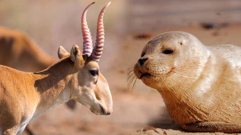 Survival of the fittest? Kazakhstan blames natural selection for mass deaths