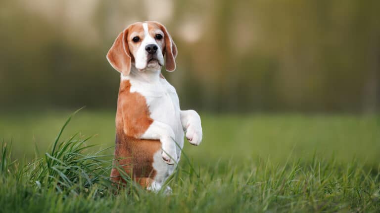Animal groups secure release of 1,500 beagles from research breeder