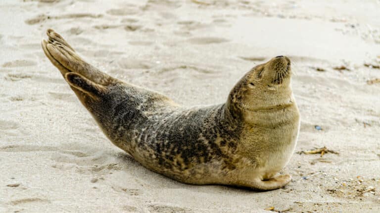 US authorities arrest tourist for abuse of endangered monk seal in Hawaii