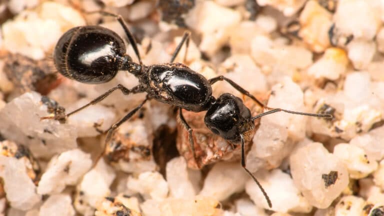 African harvester ant: Small creatures, big illegal market