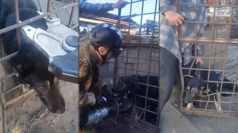 В Караганде спасатели применили гидравлику ради застрявшей в заборе собаки