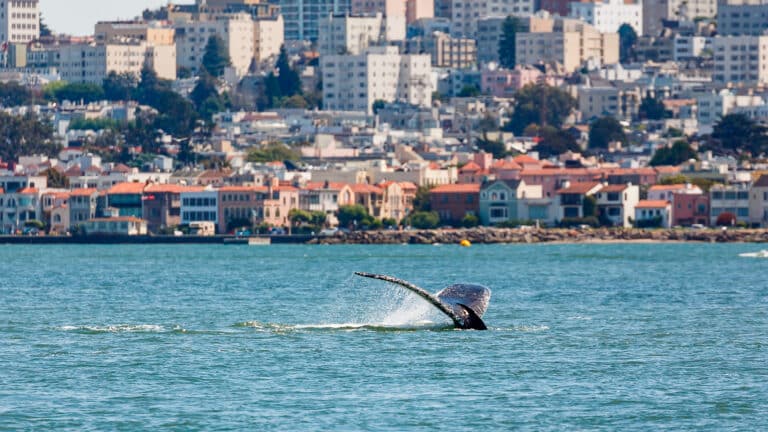 Trapped by hunger and ship traffic: How San Francisco protects whales using AI