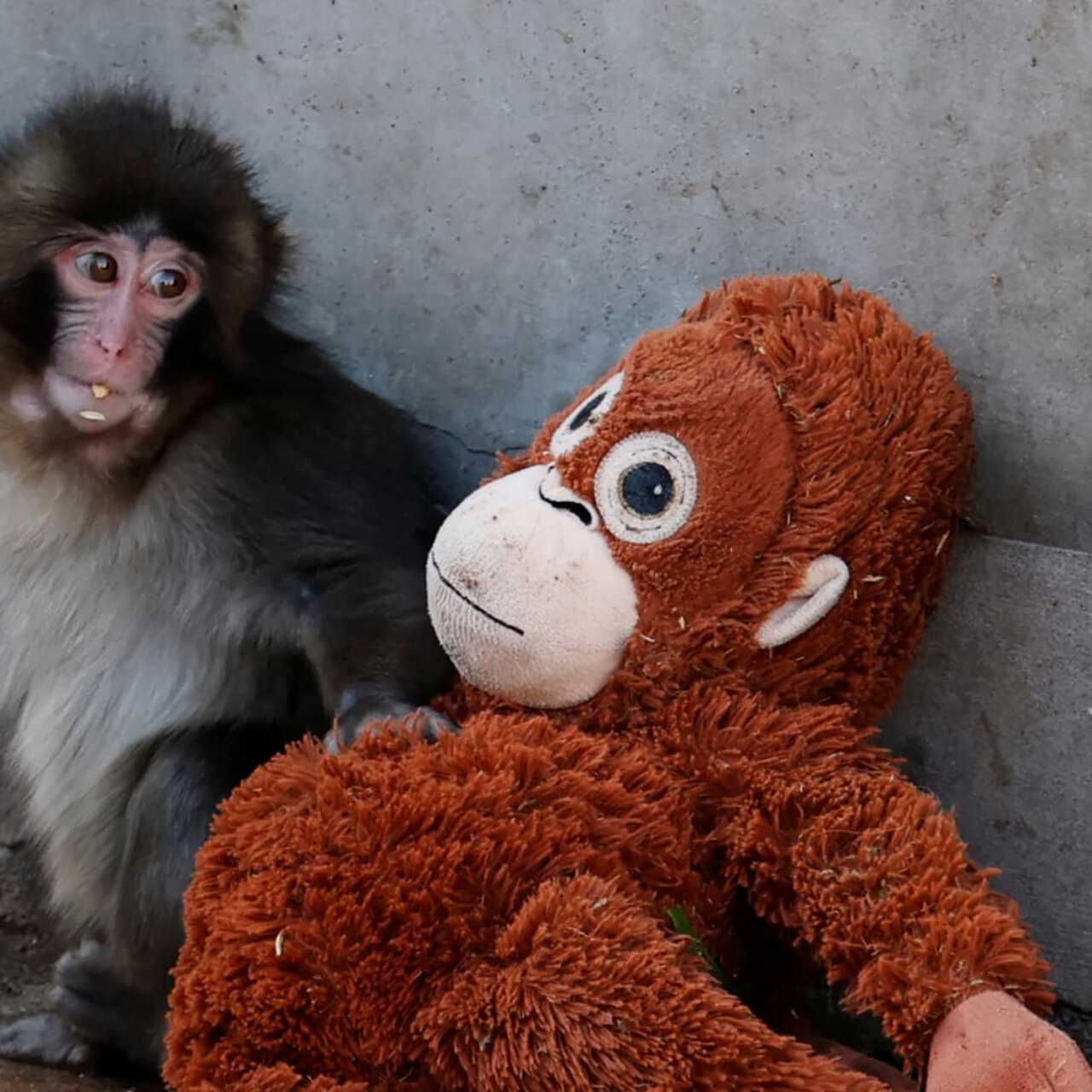 Two Americans face charges after entering Japanese zoo enclosure