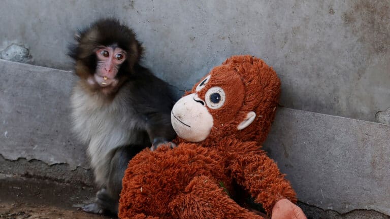 Two Americans face charges after entering Japanese zoo enclosure