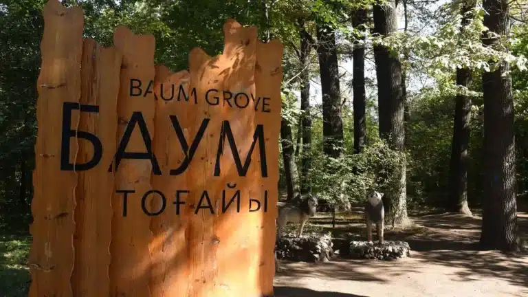 Рощу Баума в Алматы благоустроили без вырубки деревьев