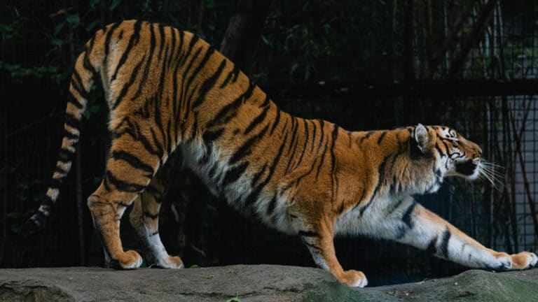 Russia gifts four Amur tigers to Kazakhstan