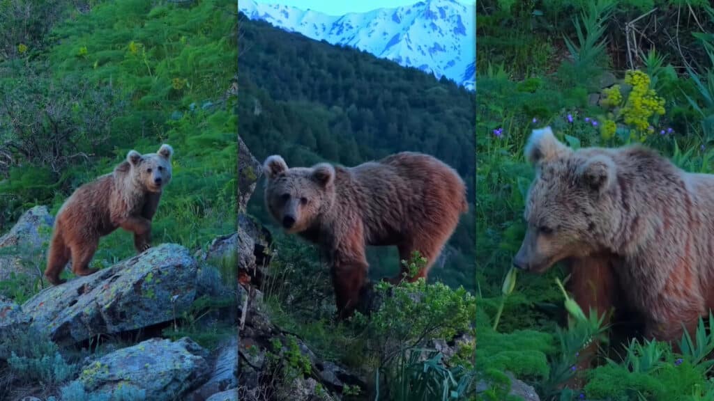 Young bear spotted playing in Kazakh nature reserve / Photo: threads.com/@adilet_rakhmetolla, photo editor: Adelina Mamedova