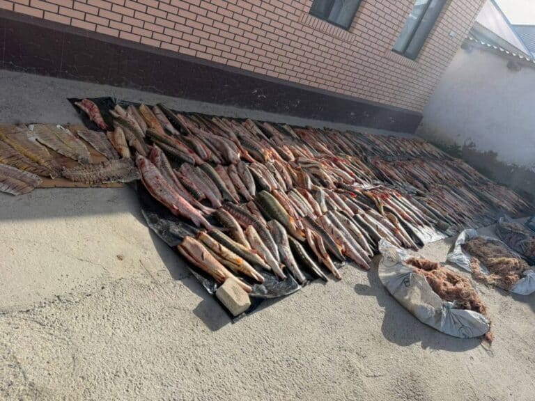 В Атырауской области поймали браконьеров с 900 кг осетра