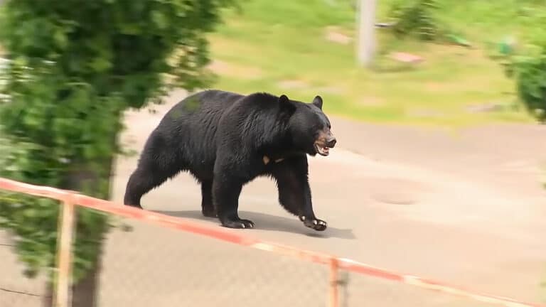 Медведь устроил переполох на двух  японских заводах
